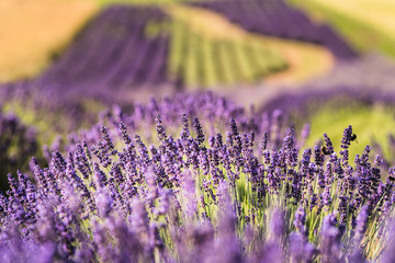 Field of lavender, Poland. © Monika Gruszewicz