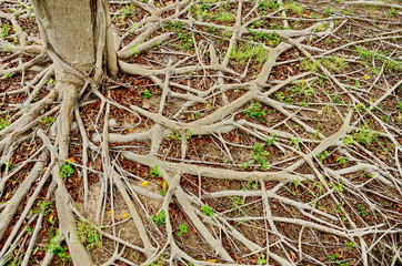 The root of the tree