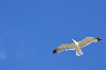 Mouette en vol