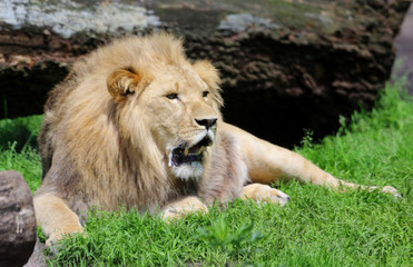 liegender Löwe