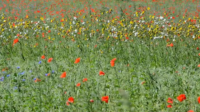 Bl&uuml;hendes Feld in Brandenburg mit Gr&uuml;nd&uuml;nger