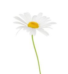 Daisy chamomile flower