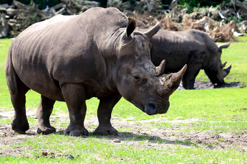 Obraz premium großes Nilpferd