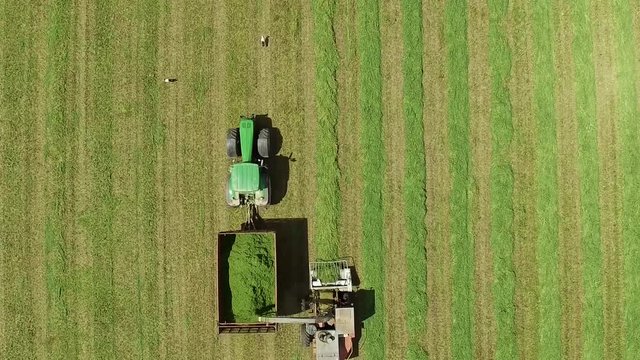 Трактор собирает урожай