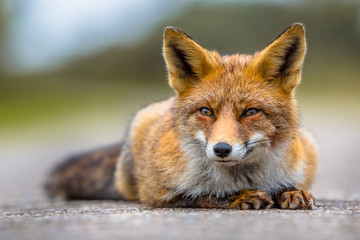 Relaxing European red fox lying on the ground