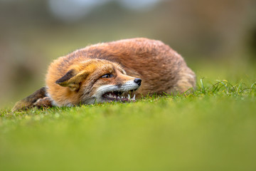 Growling European red fox