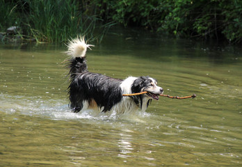 black and white border collie playing in the water with a branch