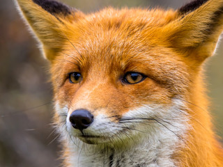 Naklejka na ściany i meble Close up of head of fox