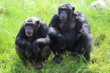 Schimpansenpaar