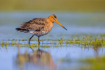 Black tailed Godwit walking in shallow water of a wetland