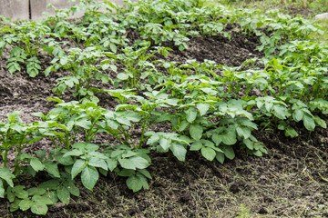 Potato field. Outdoor in the garden