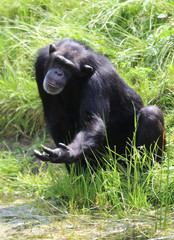 niedlicher Schimpanse