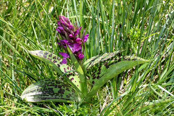 orchidea primaverile (Dactylorhiza majalis) © gabriffaldi