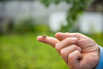 bee sits on a finger