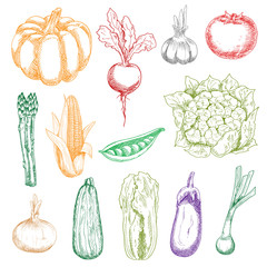 Wholesome fresh harvested vegetables sketches