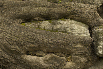 Old big tree roots on the rocks