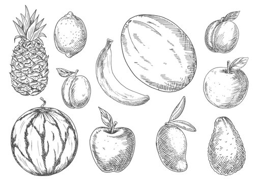 Delicious tropical and local fruits sketch icons