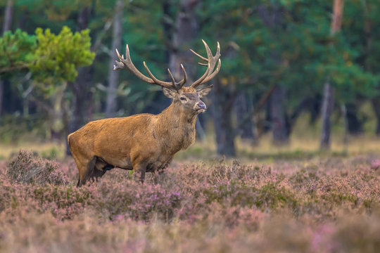 Fototapeta Strong male Red deer in field of Heather