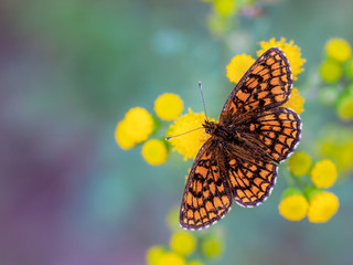 Heath Fritillary Butterfly on Yellow Flowers