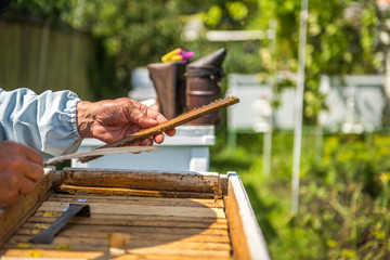 The beekeeper checks the hive