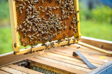 The beekeeper checks the hive