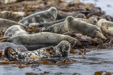 Group Atlantic Grey Seal