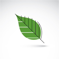 Vector illustration of green beech leaf isolated on white backgr - obrazy, fototapety, plakaty