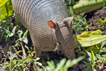 Armadillo searching for food in the field