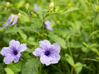 wild petunias flower bloom with leaves in the background