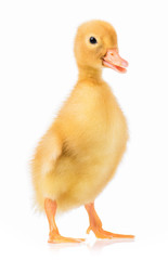 Cute domestic duckling, isolated on white background