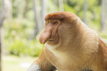 Proboscis monkey, male. Sanctuary in Labuk bay, Borneo.