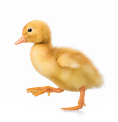 Cute domestic duckling, isolated on white background