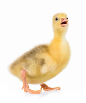Cute little newborn gosling, isolated on a white background