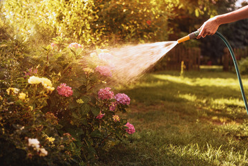 Woman watering a plant in the garden at sunset