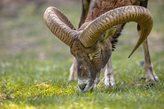 Mouflon head