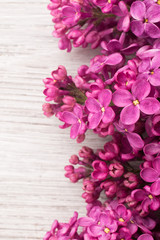 Obraz premium Lilac.