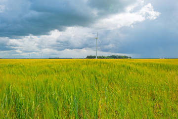 Field with grain in summer
