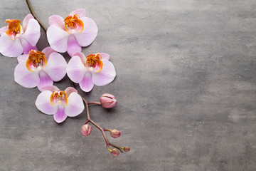 Spa orchid theme objects on grey background.