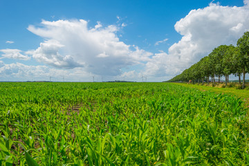 Field with corn in summer © Naj