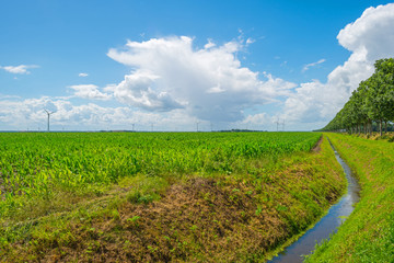 Field with corn in summer © Naj