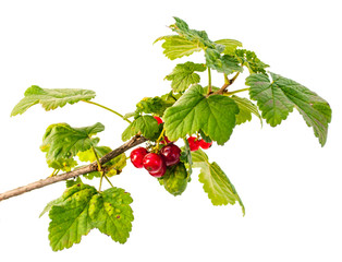Green branch with red currant isolated on white background