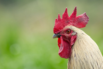 Portrait of a free range rooster/cock