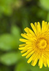 blooming dandelion blurred background