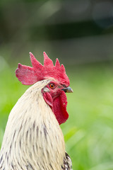 Portrait of a free range rooster/cock