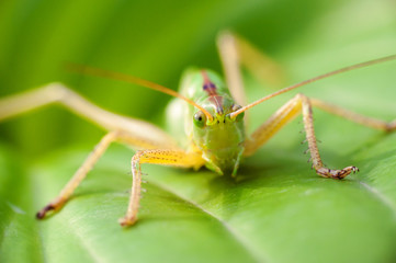 Grasshoppers eating on a green leaf closeup