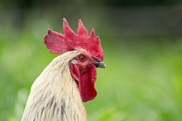 Portrait of a free range rooster/cock