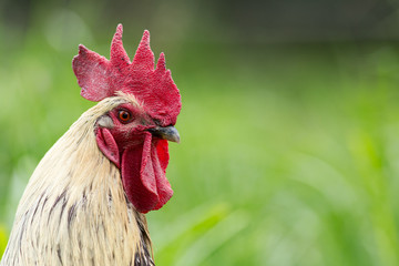 Portrait of a free range rooster/cock