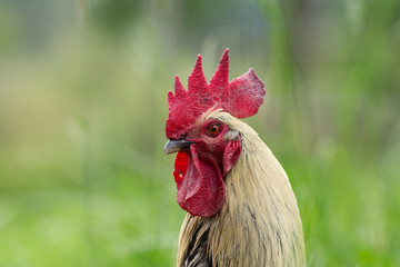 Portrait of a free range rooster/cock