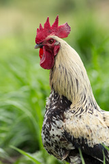 Portrait of a free range rooster/cock