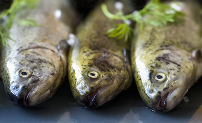 Rainbow trouts on a glass board with herbs